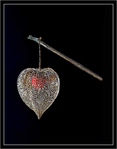 Physalis a chinese lantern_Russell  Hynard.jpg - exhibition 2018